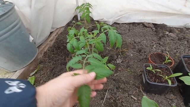 Томаты на 05.05.2025г. Обзор в теплице. г. Екатеринбург смотреть онлайн