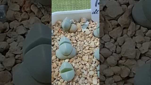 Lapidaria margaret Лапидария Маргарет, живые камни. смотреть онлайн