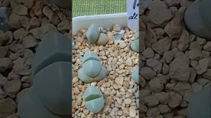 Lapidaria margaret Лапидария Маргарет, живые камни.