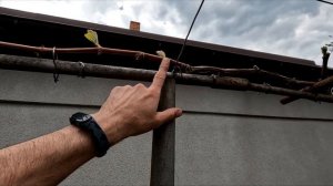 Как я формирую куст винограда на арке для супер урожая