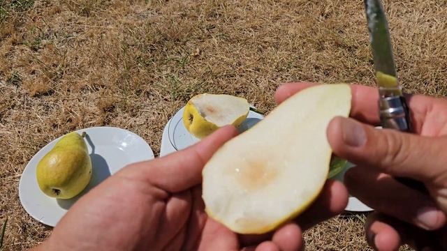 Груша Ізольда смотреть онлайн