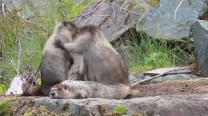 Groundhogs are fighting. Funny animals. Сурки дерутся. Забавные животные.#Shorts