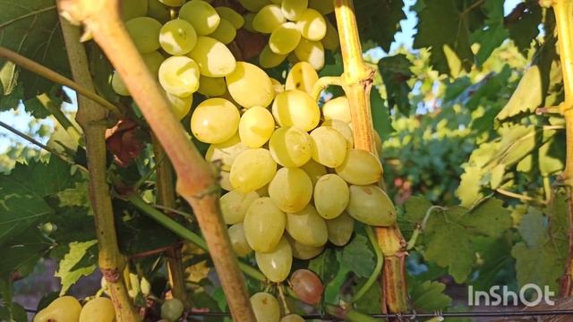 ДАВИД , автор Калугин В.М. смотреть онлайн