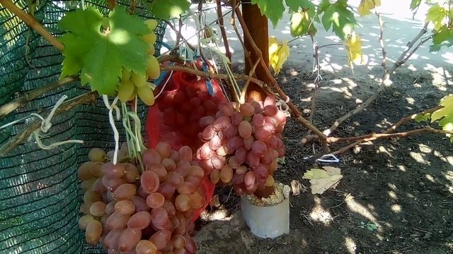 Огляд винограду Сенсація. Полісся. Київщина. 30.08.2024. смотреть онлайн