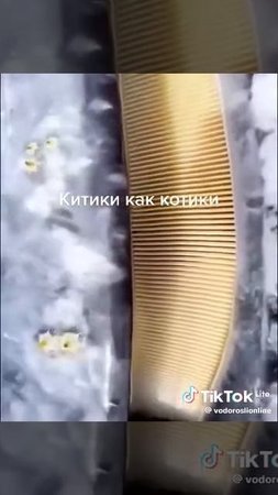 Китики, как котики