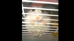 Шок! Хомяк ругается! О чем думают хомяки! Милый хомяк!