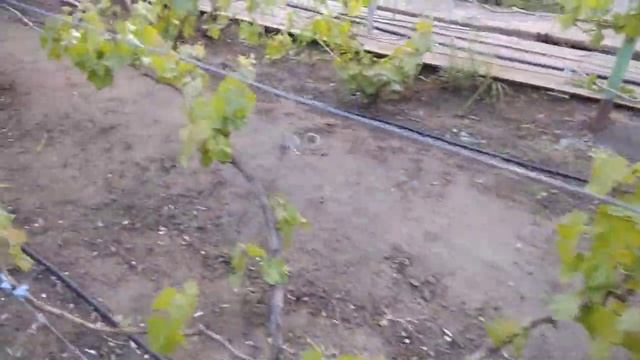 Экскурсия по питомнику винограда. Тепло возвращается! смотреть онлайн