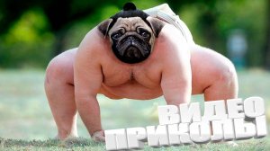 САМЫЕ СМЕШНЫЕ ПРИКОЛЫ ГОДА \ САМАЯ СМЕШНАЯ ПОДБОРКА \ ОБЯЗАТЕЛЬНО ЗАЦЕНИ ВИДЕОПРИКОЛЫ