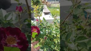 Diamond Eyes Rose,троянда Даймонд Айс. #садівництво #квіти #кві