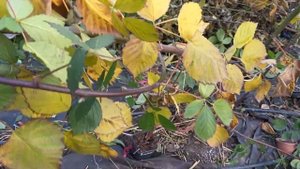 Ежевика Виктория, укладыааем на зиму. 15.11.24