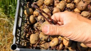 Посадка картофеля мотоблоком в мае.