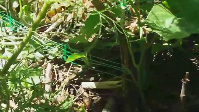 🥒ПОСЕВ ОГУРЦОВ В ОТКРЫТЫЙ ГРУНТ🥒ЭТО ВАЖНО ЗНАТЬ🥒SOW