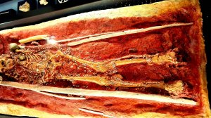 Захоронения, бивень мамонта и многое другое были найдены в 1955г во Владимире.