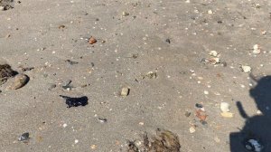 Анапа 21 мая 2025 Центральный пляж