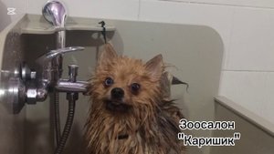 Шпицы на каникулах