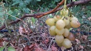 Гф Золотой Телец селекции Калугина В. М полтора месяца