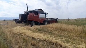 Уборка пшеницы.Комбайн Вектор 410 в деле. Хорош ли в это?