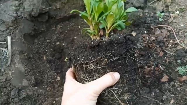 Мітловидний флокс без проблем! Як правильно його садж?
