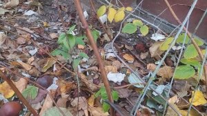 Ремонтантная малина. Я обрезала как вы сказали и у мен?