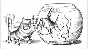 Кот и пиранья