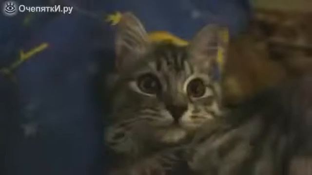 Реакция кота на муху Такой смешной смотреть онлайн