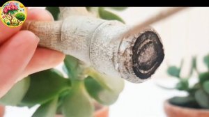 Правильная обрезка и сушка черенков крассул- это 50% ус?