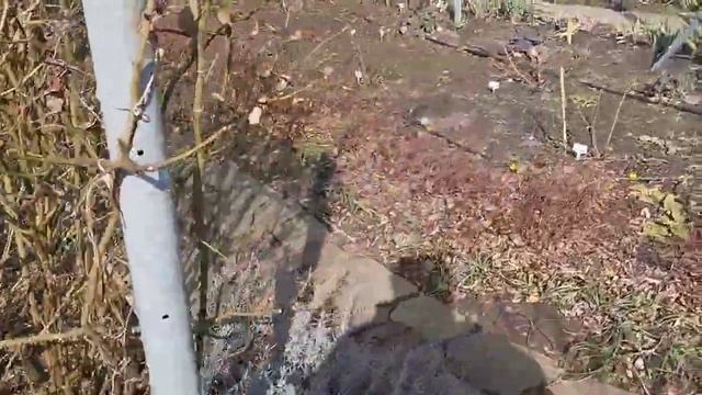 10.03.2025 года. Результаты зимовки роз.