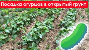 Посадка Огурцов в Открытый Грунт. Когда и как посадить огурцы в открытый грунт весной рассадой
