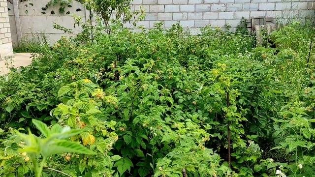 Начинаем копать картошку. Малина .