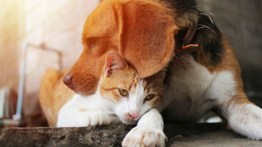 ПРИКОЛЫ ПРО ЖИВОТНЫХ. Смешные Собаки и Коты! Угарное Видео Про Смешных Животных! смотреть онлайн