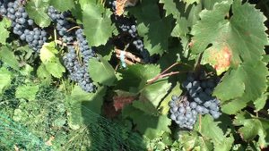 Туран и Не Туран. Сравнение и описание сортов