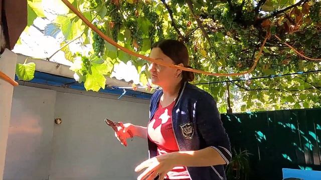 VLOG Наше утро в выходной день.Обрезаем виноград.Викуся смотреть онлайн