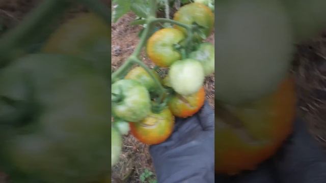 помидор насажала всяких разных. погода способствует р смотреть онлайн