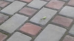 Ползает саранча приколы вернулись!!!