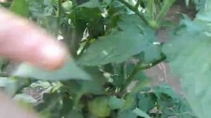 Томат Варатах гном.