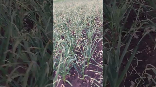Закончил убирать стрелки #чеснок #овощи #garlic смотреть онлайн