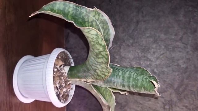 Sansevieria Mafinga Dragon Wings white var. es849 sanseveria plants garden сансевиер?