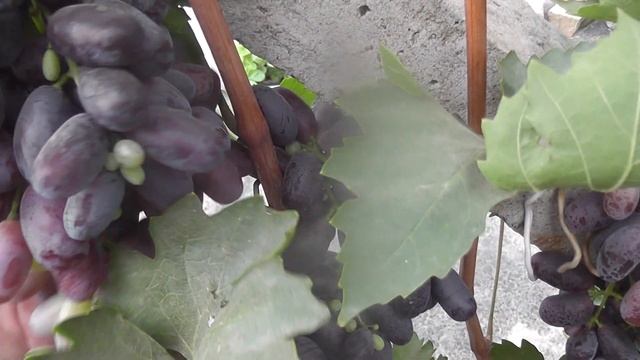 Сорт винограду "Рафінад" "Сонячні лучі" "Домаська краса смотреть онлайн