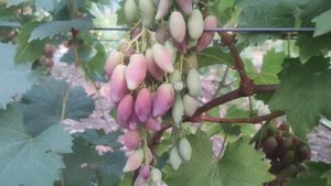 Виноград ГФ Басанти( Бурдака А.В)и Витязь(Калугина В.М)