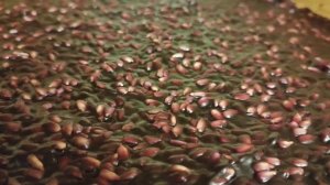 ЧУРЧХЕЛА из винограда сорт Изабелла. Простой и вкусны?