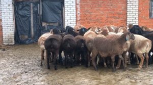 Золотой Царь приехал в хозяйство. Ссылка на VK Видео и Т