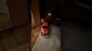 Прикол!!! Нервный хомяк. Кричит как свинья))))