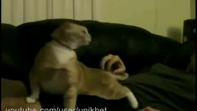 Самое прикольное видео Котик Трололо! смотреть онлайн