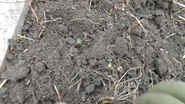 Сажаю лук Джусай смотреть онлайн