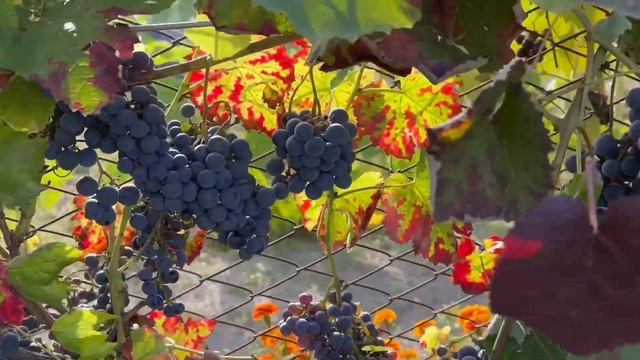 ВИНОГРАД КТО СОБИРАЕТСЯ САДИТЬ. ПОЛЕЗНО ПОСМОТРЕТЬ смотреть онлайн