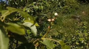 Второе цветение. Сорт груши Красуля.