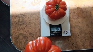 Томат великан карманьолы .