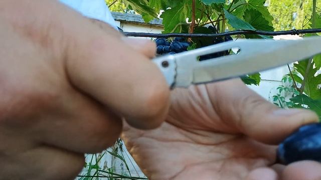 Виноград Ромбик на 26.07.24 Харьков смотреть онлайн