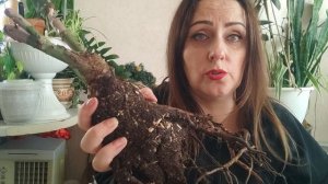 ВПЕРВЫЕ НА МОЁМ КАНАЛЕ,❗ РОЗЫ 🌹🌹ИЗ УЗБЕКИСТАНА🇺🇿