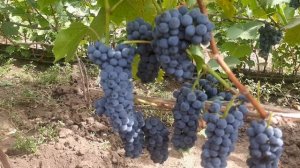 Леон Мийо - высокоустойчивый технический сорт Франции